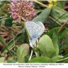 polyommatus eros tshetvericovi male1